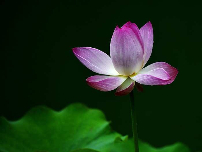 50 鼎卦-《荷花》創(chuàng)作時(shí)間：2017年6月，創(chuàng)作地點(diǎn)：浙江紹興.jpg